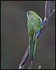turquoise_parrot_115598