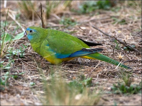 Turquoise Parrot turquoise_parrot_115551.psd