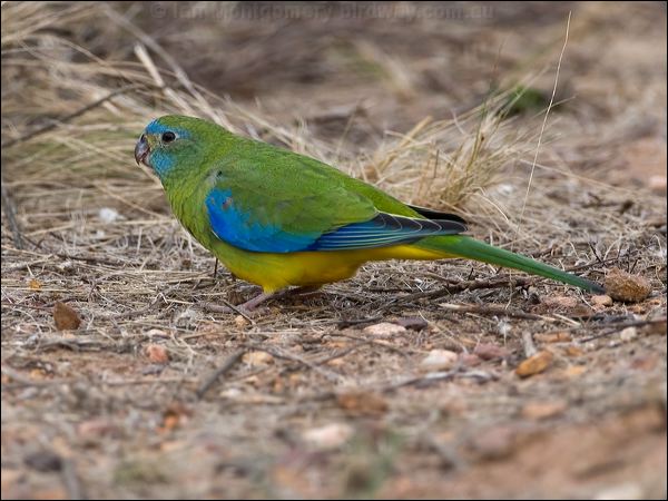 Turquoise Parrot turquoise_parrot_115552.psd