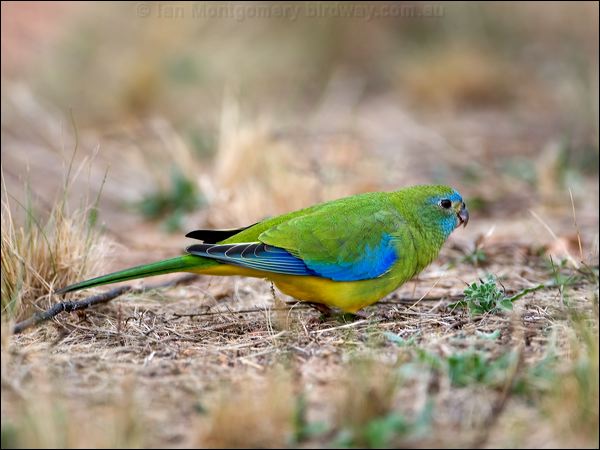 Turquoise Parrot turquoise_parrot_115558.psd