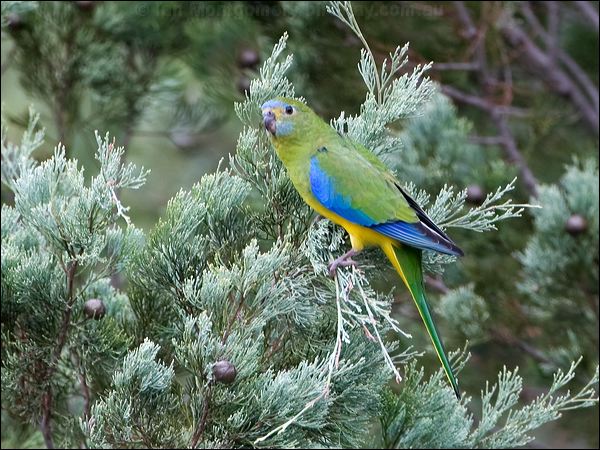 Turquoise Parrot turquoise_parrot_115563.psd