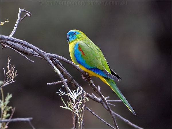 Turquoise Parrot turquoise_parrot_115590.psd