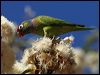 Click here to enter gallery and see photos of Varied Lorikeet