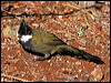 Click here to enter gallery and see photos/pictures/images of Eastern Whipbird gallery
