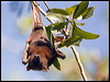 Click here to enter gallery and see photos/pictures/images of Little Red Flying-fox