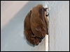 Click here to enter gallery and see photos/pictures/images of Northern Broad-nosed Bat