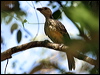 Clickable thumbnail to enter photo gallery of Fawn-breasted Bowerbird