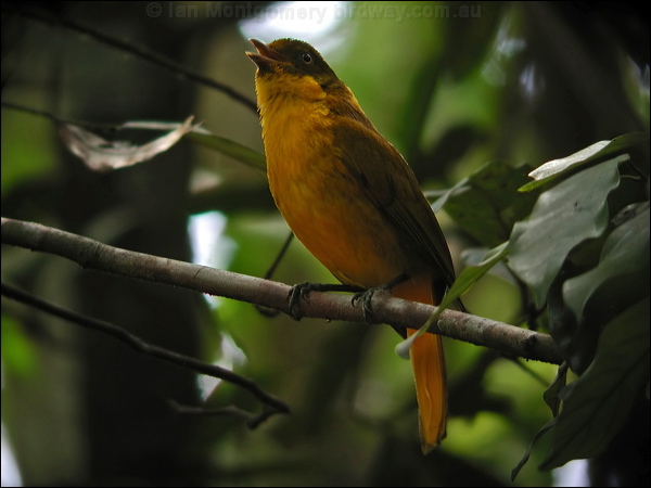 Golden Bowerbird golden_bowerbird_14192.psd