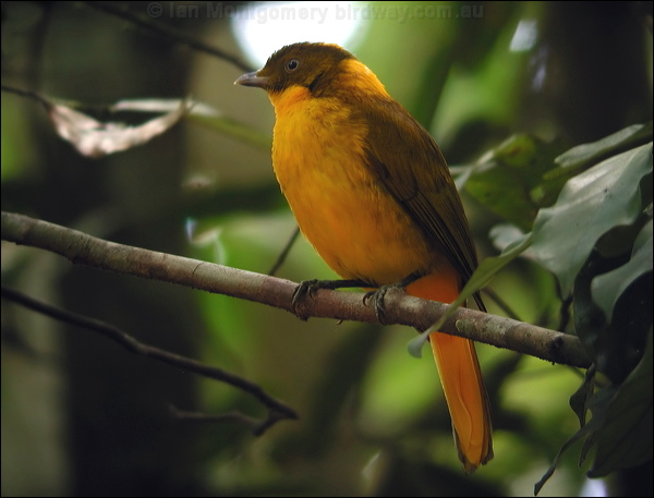 Golden Bowerbird golden_bowerbird_14196.psd