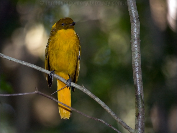 Golden Bowerbird golden_bowerbird_94396.psd