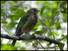Clickable thumbnail to enter photo gallery of Green Catbird