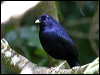 Click here to enter gallery and see photos of: Tooth-billed, Golden, Regent, Satin, Spotted, Great and Fawn-breasted Bowerbirds; Spotted and Green Catbirds