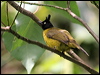 Click here to enter gallery and see photos/pictures/images of Black-crested Bulbul