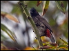 red_vented_bulbul_165181