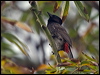red_vented_bulbul_165183