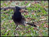 red_vented_bulbul_165410