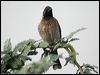 red_vented_bulbul_16747