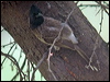 red_vented_bulbul_16870