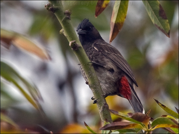 Red-vented Bulbul red_vented_bulbul_165181.psd