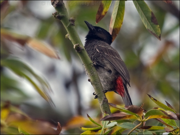 Red-vented Bulbul red_vented_bulbul_165183.psd