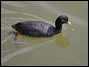 Click here to enter gallery and see photos of Red-gartered Coot