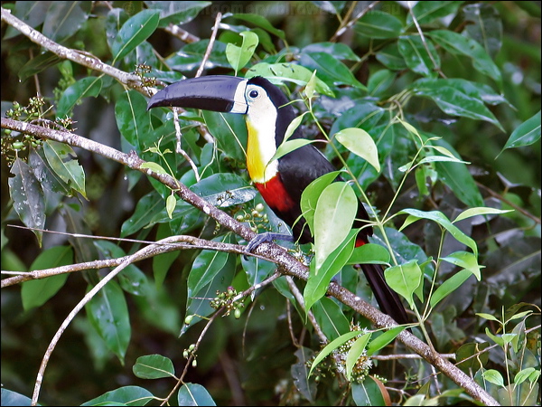 Channel-billed Toucan channelbilled_toucan_22259.psd