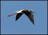 Click here to enter gallery and see photos of Black-winged Stilt