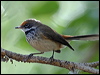 Click here to enter gallery and see photos/pictures/images of of Arafura Fantail