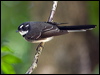Click here to enter gallery and see photos/pictures/images of of Grey Fantail
