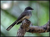 northern_fantail_07228