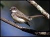 northern_fantail_08400