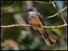 northern_fantail_167270