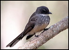 northern_fantail_57558