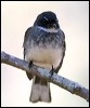 northern_fantail_57595