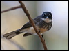 northern_fantail_57791