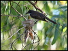 northern_fantail_62490