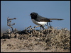 willie_wagtail_00761