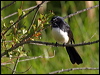 willie_wagtail_05710