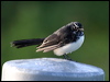 willie_wagtail_05730