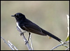 willie_wagtail_09937