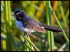 willie_wagtail_116960