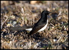 willie_wagtail_17219