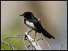 willie_wagtail_82687
