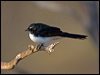 willie_wagtail_88771