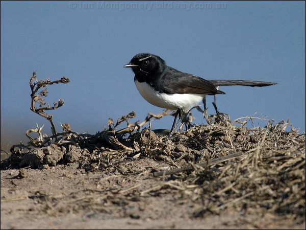 Willie Wagtail willie_wagtail_00761.psd