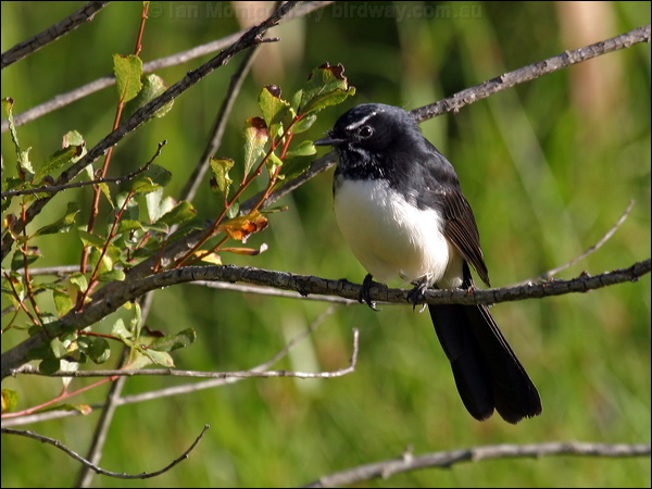 Willie Wagtail willie_wagtail_05710.psd