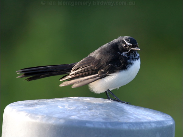 Willie Wagtail willie_wagtail_05730.psd