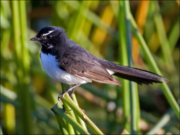 Willie Wagtail willie_wagtail_116960.psd