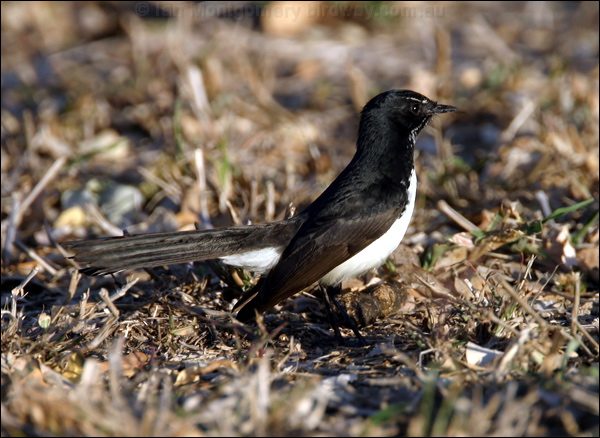 Willie Wagtail willie_wagtail_17219.psd