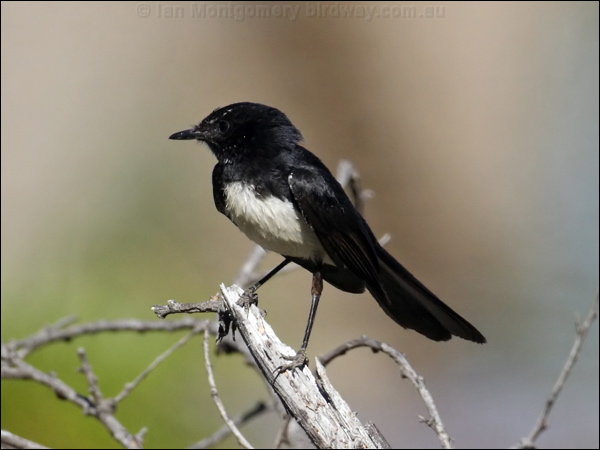 Willie Wagtail willie_wagtail_82687.psd